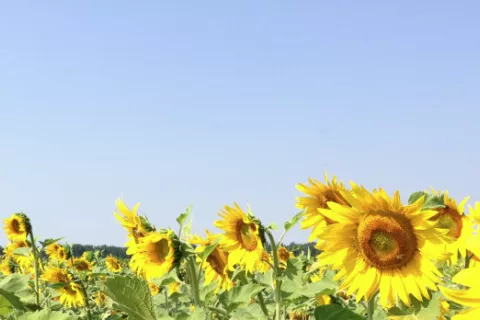 Sunflower field