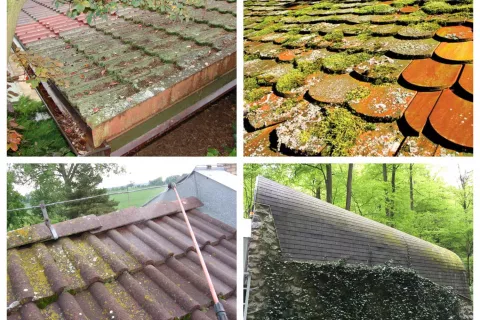 Algae and moss on roofing materials