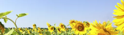 Sunflower field